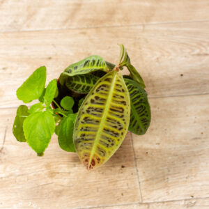 Labisia sp. NOID 001