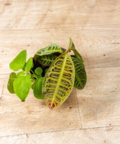 Labisia sp. NOID 001