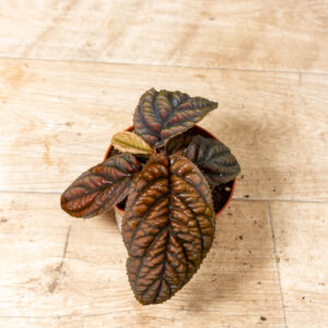 Labisia/Acranthera sp. Vietnam 001