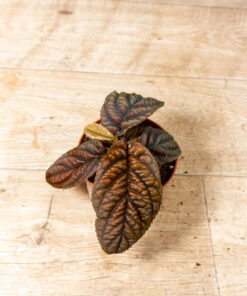 Labisia/Acranthera sp. Vietnam 001