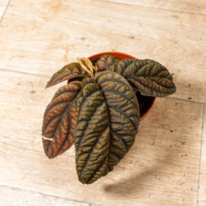 Labisia/Acranthera sp. Vietnam 002