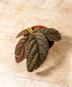 Labisia/Acranthera sp. Vietnam 002