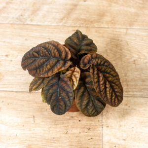 Labisia/Acranthera sp. Vietnam 003