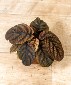 Labisia/Acranthera sp. Vietnam 003