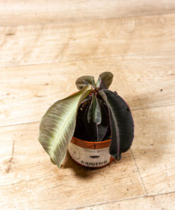 Labisia pumila 001