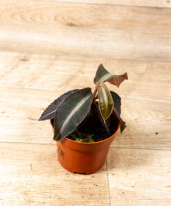 Labisia pumila 002