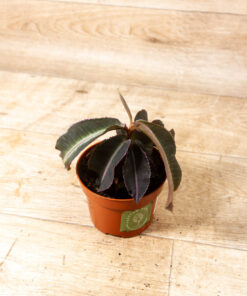 Labisia pumila 003