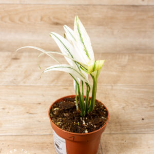 Epipremnum amplissimum Variegata 001