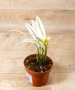 Epipremnum amplissimum Variegata 001