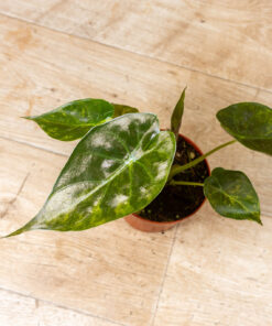 Alocasia wentii aurea 001
