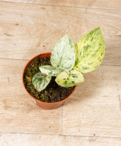 Epipremnum jade satin marble 001