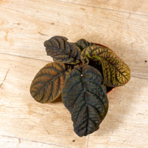 Labisia/Acranthera sp. Vietnam 004