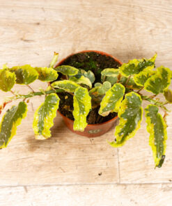 Begonia Dainty Spray Sport Variegata 001