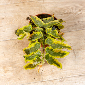 Begonia Dainty Spray Sport Variegata 002