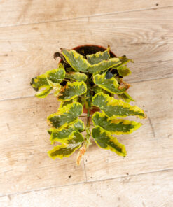 Begonia Dainty Spray Sport Variegata 002