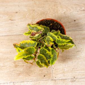 Begonia Dainty Spray Sport Variegata 003