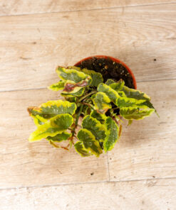 Begonia Dainty Spray Sport Variegata 003