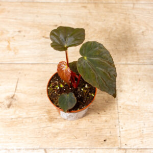 Begonia pavonina 001