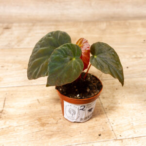 Begonia pavonina 002