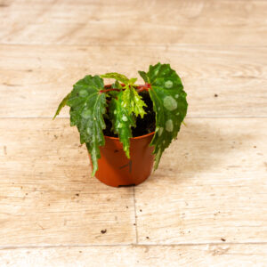 Begonia sp. ‚Mantuk‘ 001