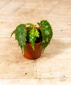Begonia sp. ‚Mantuk‘ 001
