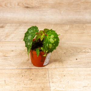 Begonia sp. ‚Mantuk‘ 002