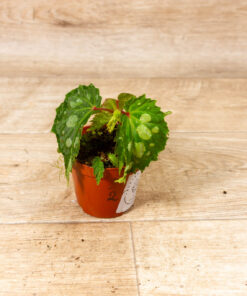 Begonia sp. ‚Mantuk‘ 002