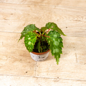 Begonia sp. ‚Mantuk‘ 003