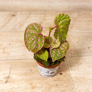 Begonia sp. Muara Wahau (U696) 001