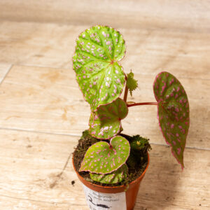 Begonia sp. Muara Wahau (U696) 002