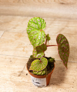 Begonia roseopunctata 002