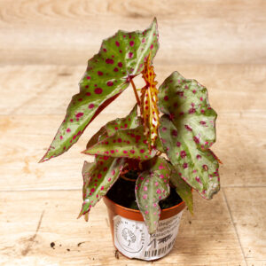 Begonia Amphioxus X Malachosticta 001