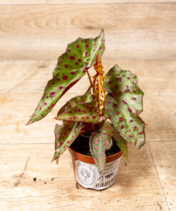 Begonia Amphioxus X Malachosticta 001