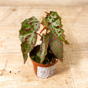 Begonia Amphioxus X Malachosticta 001
