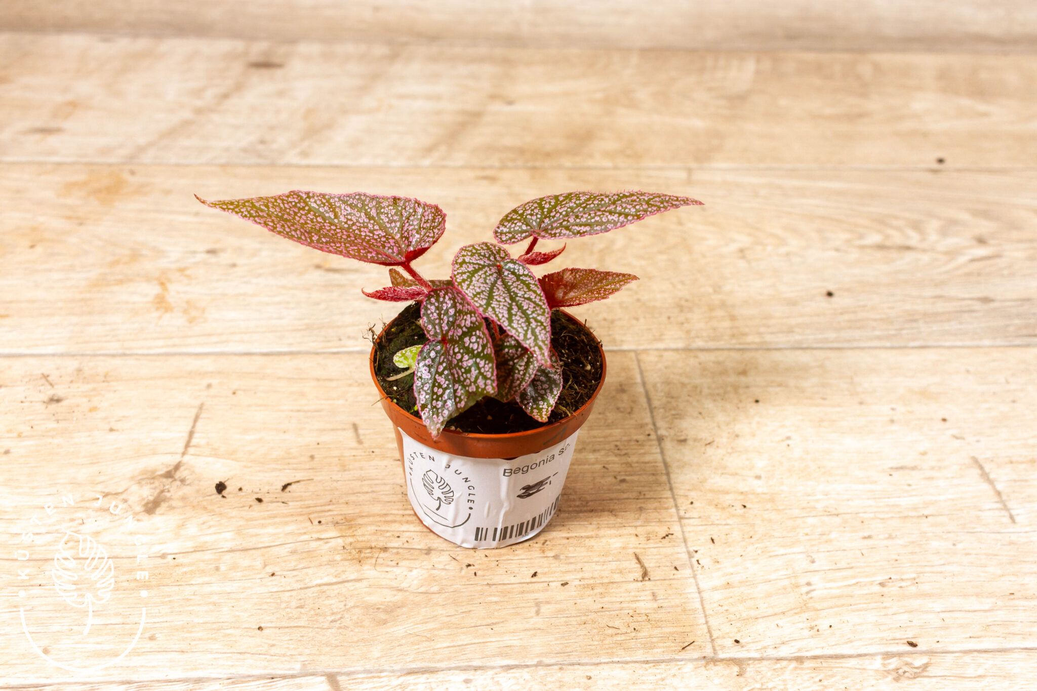 Begonia spp. NOID 001 – Bild 2