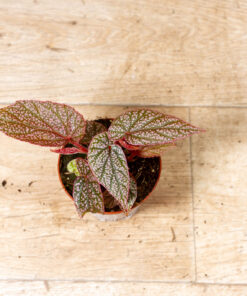 Begonia spp. NOID 001
