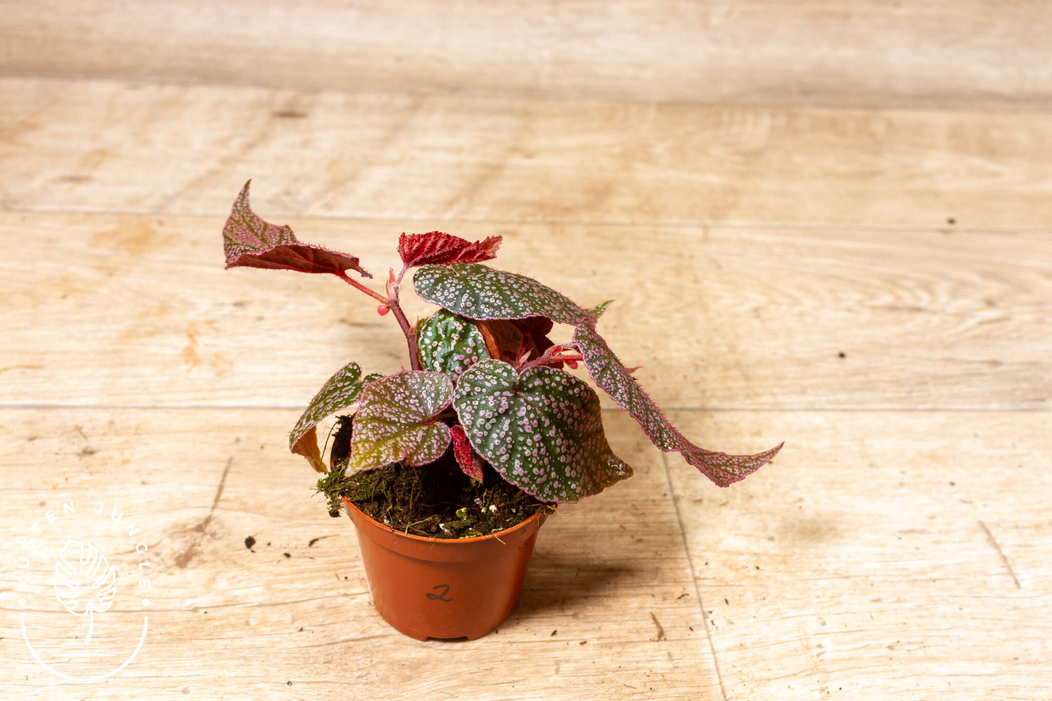 Begonia spp. NOID 002 – Bild 2