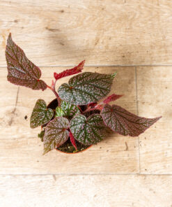 Begonia spp. NOID 002