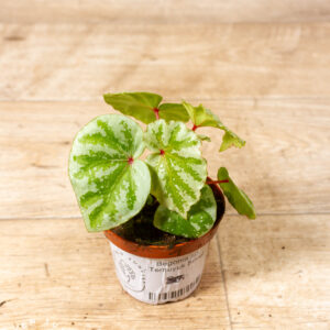 Begonia sp. "Temuyuk Silver" 001