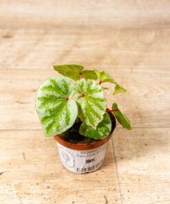 Begonia sp. "Temuyuk Silver" 001