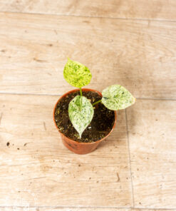 Alocasia dragon scale mint 003