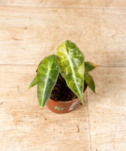 Alocasia polly aurea 002