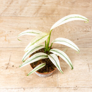 Epipremnum amplissimum Variegata 002