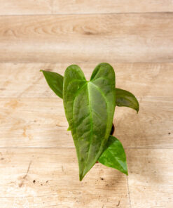Anthurium sp. Napo 003