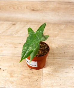 Alocasia Sulawesi Green Carpet 001