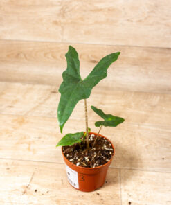 Alocasia batwing 003