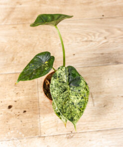 Alocasia dragon scale mint 004
