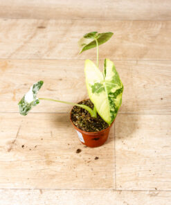 Alocasia frydek variegata 004