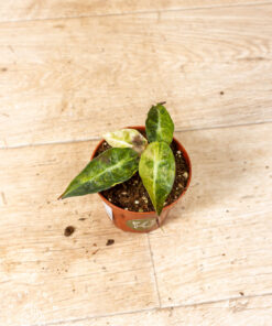 Alocasia polly aurea 003