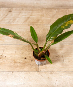 Philodendron Caramel Marble Variegata 002